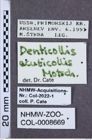 Etiketten zu Denticollis acuticollis (NHMW-ZOO-COL-0008669)